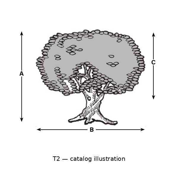 T2 catalog illustration