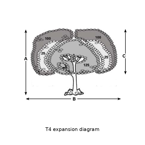 T4-expansion catalog expansion diagram