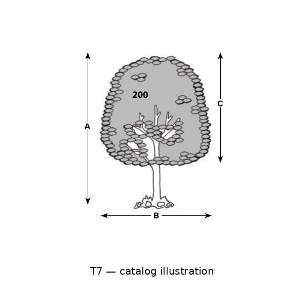 T7 catalog illustration